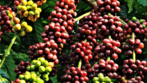 Xuất khẩu Đắk Lắk tăng 25,69%, xuất siêu 145 triệu USD tháng 01/2026