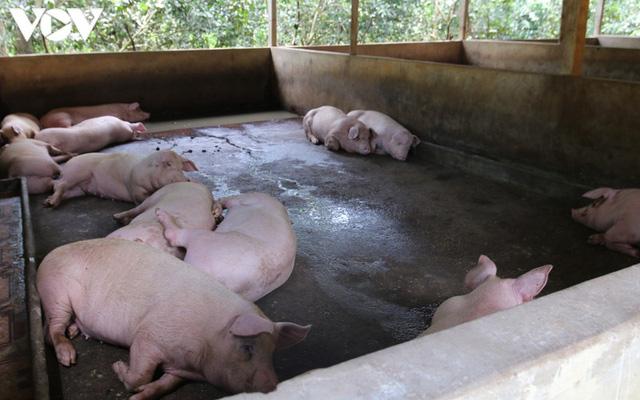 ​Giá thành chăn nuôi lợn hiện khoảng 50.000-71.000 đồng/kg - Ảnh 1.