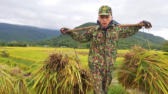 Hàng trăm cán bộ chiến sĩ Quân khu 5 gặt lúa chạy ngập giúp dân - Ảnh 1.