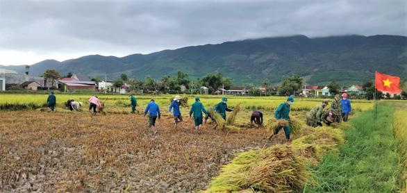 Hàng trăm cán bộ chiến sĩ Quân khu 5 gặt lúa chạy ngập giúp dân - Ảnh 3.