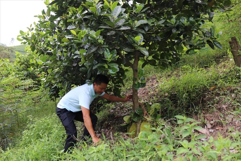 Bí thư Chi bộ ở Lũng Pô dẫn lối cùng dân bản thoát nghèo ảnh 2