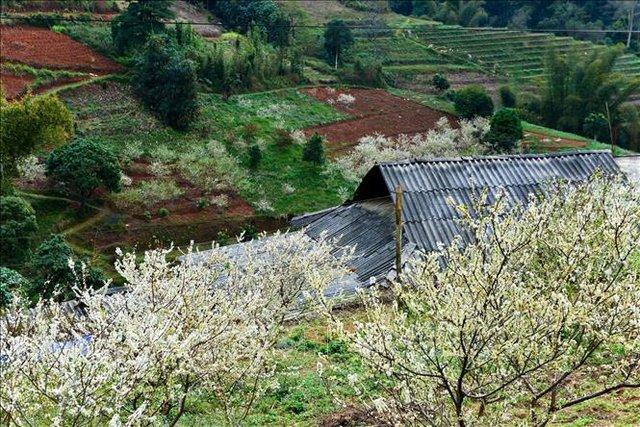 Mê mẩn sắc trắng tinh khôi của hoa mận trên Cao nguyên đá - Ảnh 8.