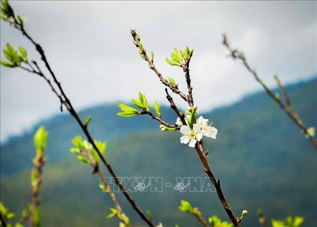 Mê mẩn sắc trắng tinh khôi của hoa mận trên Cao nguyên đá - Ảnh 3.