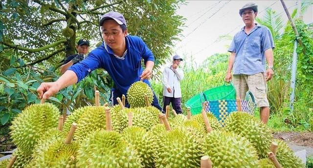 Vì sao sầu riêng Thái được cấp mã số gấp trăm lần Việt Nam? - Ảnh 1.