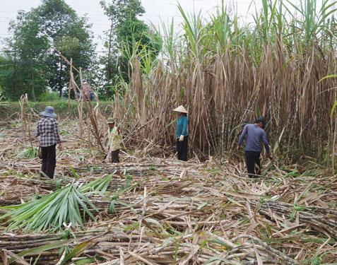 Nhà máy đường lo thiếu nguyên liệu - Ảnh 1.