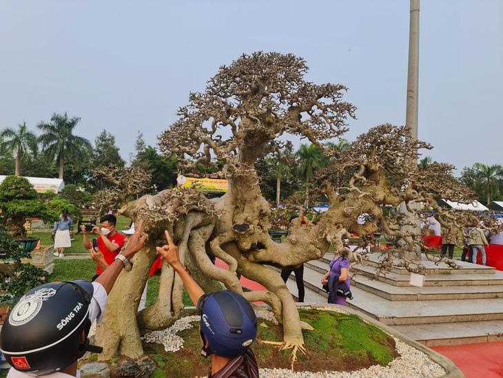 Một cây cảnh được nghệ nhân tuốt hết lá để khoe bộ "tay cành" siêu mịn của mình tạo tác - Ảnh: TRẦN MAI