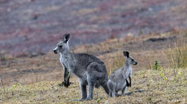 Úc: thà tiêu diệt hơn để kangaroo chết đói - Ảnh 1. Kangaroo là biểu tượng của thiên nhiên nước Úc - Ảnh: AFP