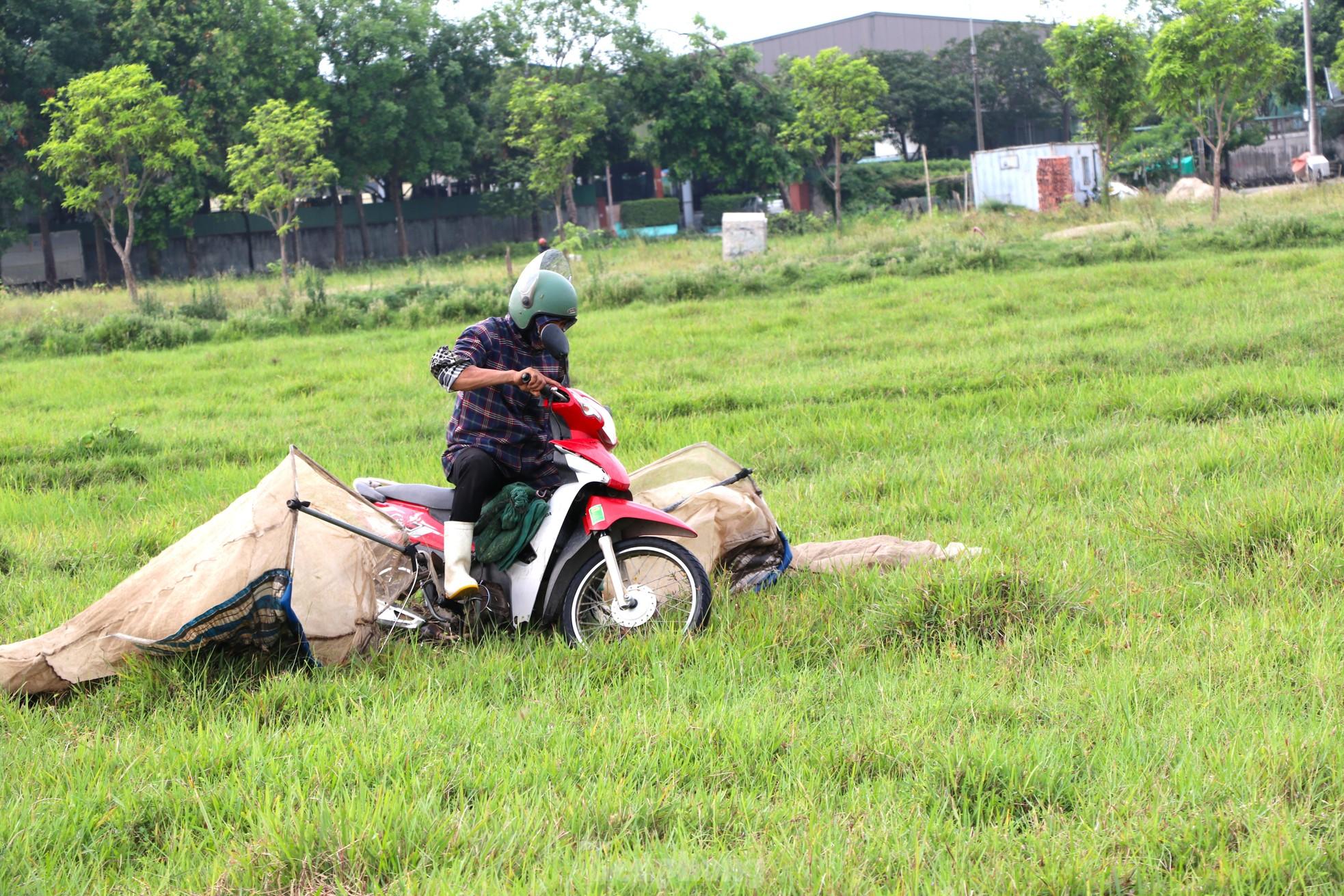 Vượt hơn 80km để săn châu chấu, nông dân Nghệ An kiếm tiền triệu mỗi ngày - Ảnh 3.