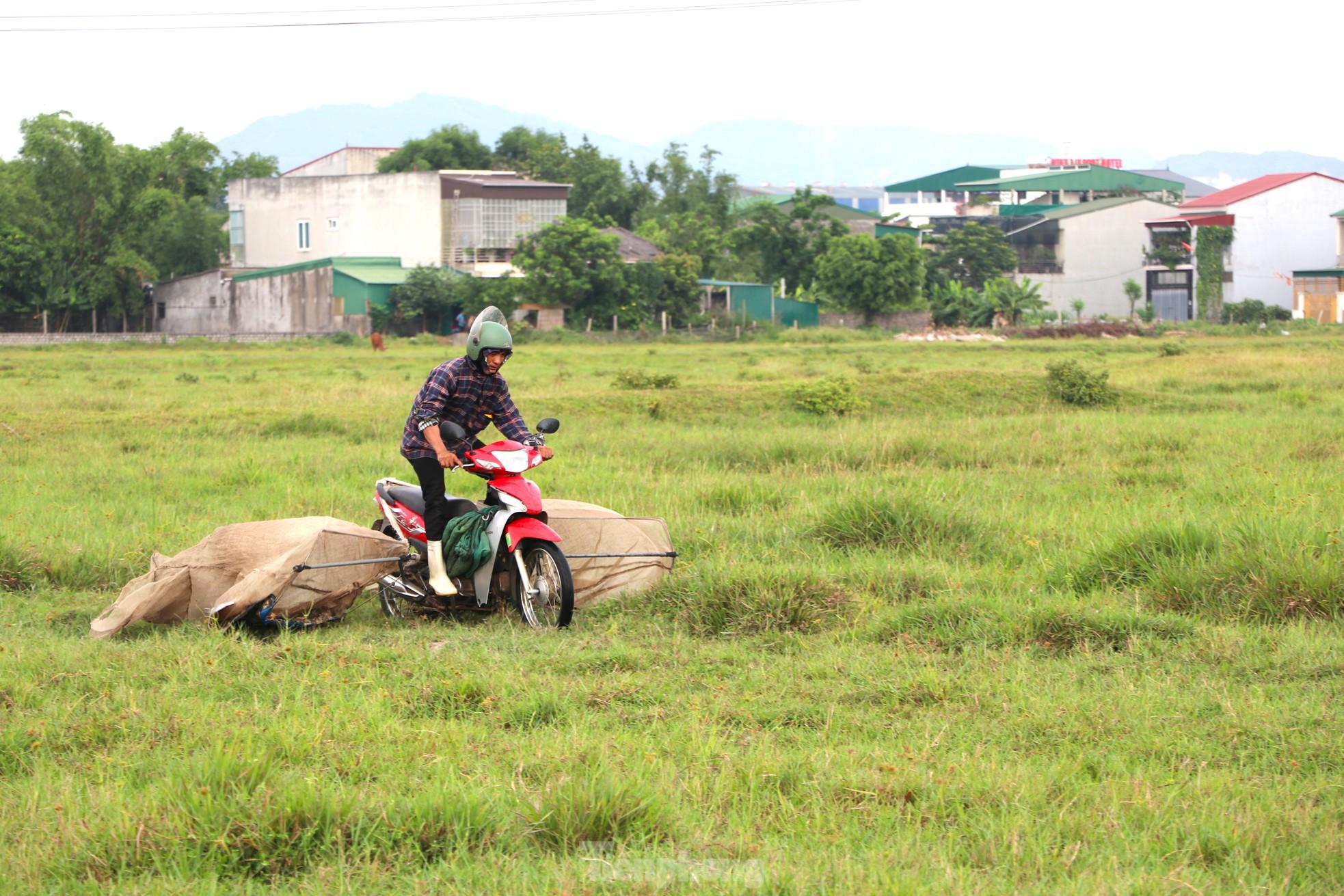 Vượt hơn 80km để săn châu chấu, nông dân Nghệ An kiếm tiền triệu mỗi ngày - Ảnh 1.