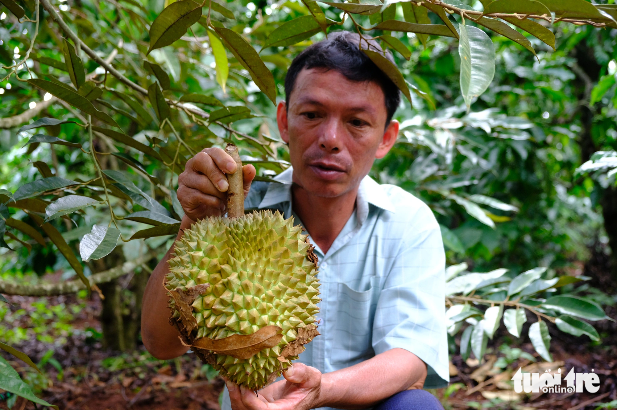 Ông Đỗ Văn Dũng - bí thư Đảng uỷ xã Ia Phìn (Chư Prông, Gia Lai) bị kẻ gian chặt phá hàng chục gốc sầu riêng - Ảnh: ĐÌNH CƯƠNG