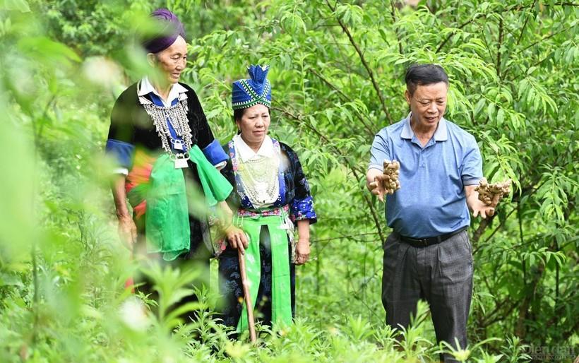 Cựu chiến binh mang gừng Kỳ Sơn ra thị trường thế giới ảnh 1