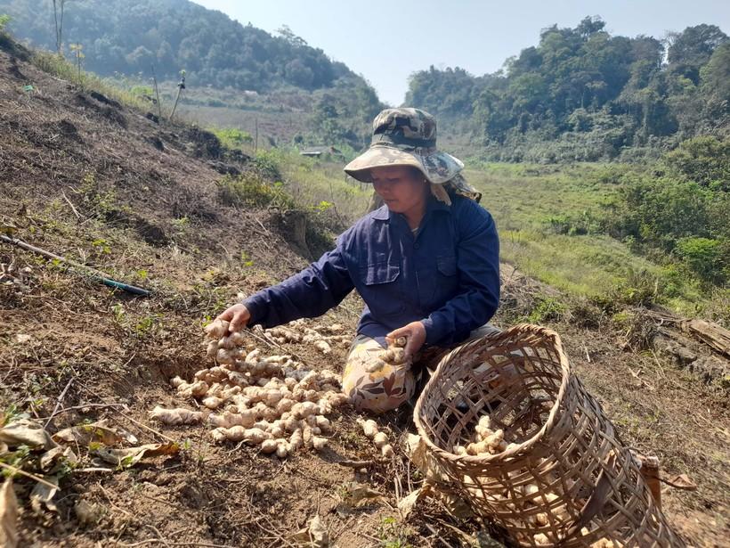 Người dân huyện Kỳ Sơn thu hoạch gừng. (Ảnh: Lữ Phú)