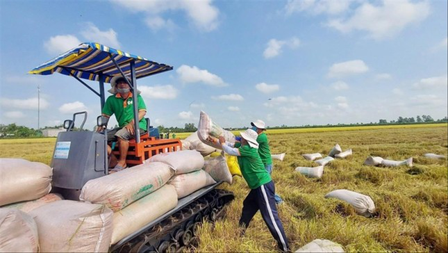 Cơ hội xuất khẩu gạo không thể bỏ lỡ - Ảnh 1.