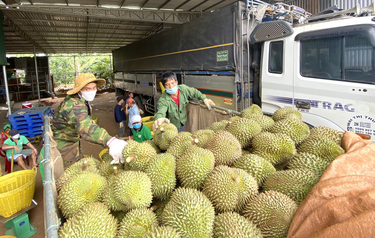 Nhập kho sầu riêng tại Tây Nguyên. Đây là mặt hàng có kim ngạch xuất khẩu sang Trung Quốc tăng mạnh - Ảnh: T.TÂN