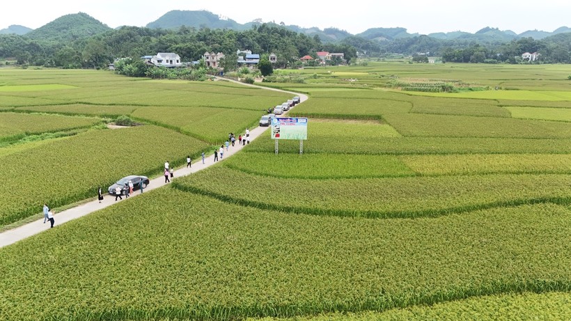 Đến thời điểm hiện tại, các chỉ tiêu chủ yếu của Nghị quyết Đại hội Đảng bộ huyện lần thứ XXIV, nhiệm kỳ 2020-2025, đã cơ bản được thực hiện đạt và vượt kế hoạch. ảnh 2