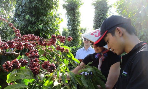 Quy định chống phá rừng của EU sẽ là một thách thức đối với ngành cà phê Việt Nam. 