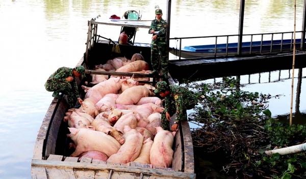 Lực lượng Bộ đội Biên phòng tỉnh An Giang bắt giữ số lượng lớn heo nhập lậu từ Campuchia về Việt Nam tiêu thụ. Ảnh: Thúy An - báo Cần Thơ.