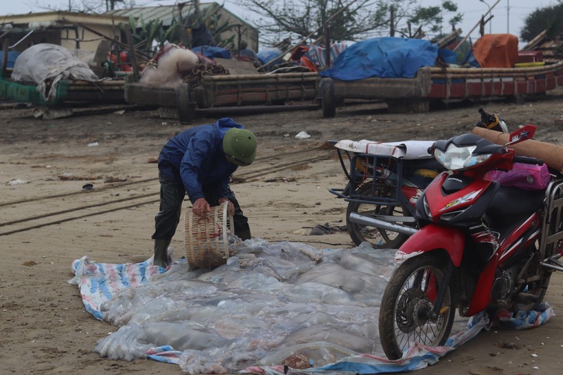 Công việc đánh bắt sứa rất vất vả, bởi sứa rất nặng, để vớt được sứa lên thuyền và đảm bảo sứa còn nguyên vẹn, ngư dân phải mất rất nhiều công sức.