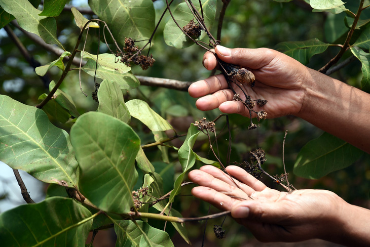 Hàng ngàn héc ta cây trồng bị thiệt hại nặng do hạn hán. Trong ảnh: cây điều của người dân cháy bông và trái non do thiếu nước - Ảnh: A LỘC