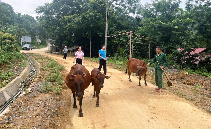 Đàn bò của gia đình ông Cao Văn Toan, ở bản Phú Nam, xã Trung Xuân (Quan Sơn) đang phát triển tốt. (Ảnh: NHCC)