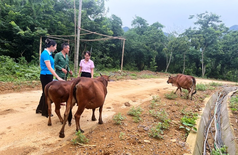 Cán bộ Ngân hàng CSXH huyện Quan Sơn (áo hồng) đi kiểm tra mô hình nuôi bò của hộ dân vay vốn theo chương trình hộ cận nghèo. (Ảnh: NHCC)