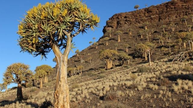 Kokerboom - Rừng 'cây lộn ngược' quý giá của Namaqualand. Ảnh: Zakiyah Ebrahim