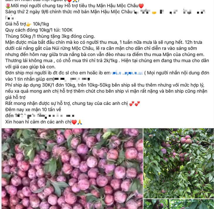 mận hậu - Ảnh 1.