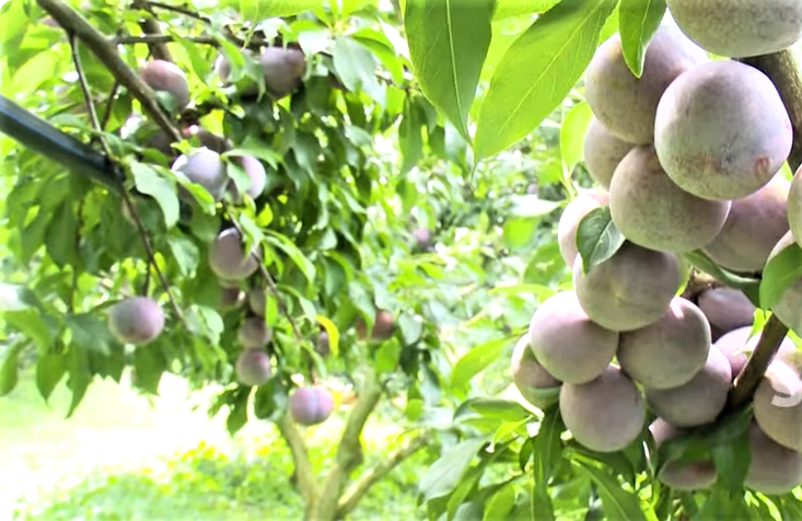 Mận hậu của tỉnh Sơn La được đưa vào hệ thống phân phối bán lẻ của SaiGon Co.op; Go! và WinComerce