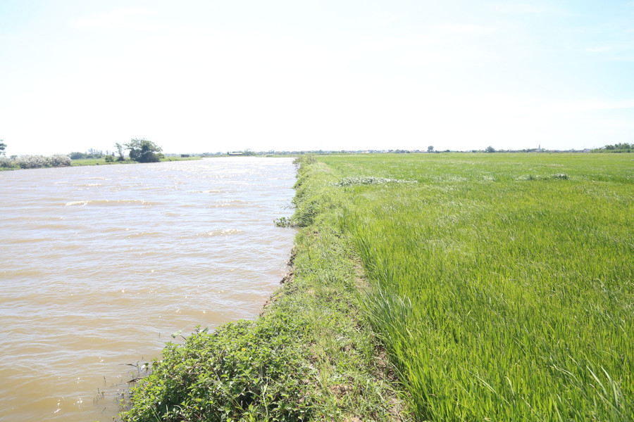 Bờ đê là ranh giới mong manh bảo vệ đồng lúa, nếu việc hút cát lâu dài có thể ảnh hưởng. sat-lo-dat-ruong-4.jpg