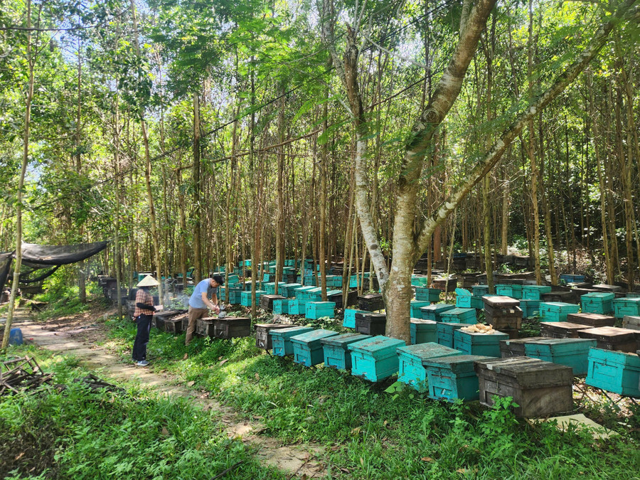 Gia đình anh Đỗ Đức Sang hiện có 500 đàn ong. 5d11ef068032096c5023.jpg