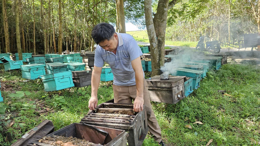 Ngoài thu nhập từ mật ong, anh Sang còn có nguồn thu từ việc bán cầu ong mỗi năm. 1fb2bef8d3cc5a9203dd.jpg