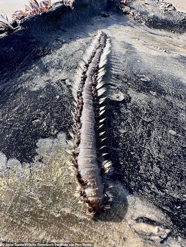 Một loài giun lửa biển độc hại có lông độc có thể đốt cháy da người trong nhiều giờ. Các nhà nghiên cứu đã tìm thấy những con giun này dọc theo Bờ biển Vịnh gần Corpus Christi, Texas. loat-sinh-vat-bien-day-gai-doc-tran-bo-bien-my.jpg