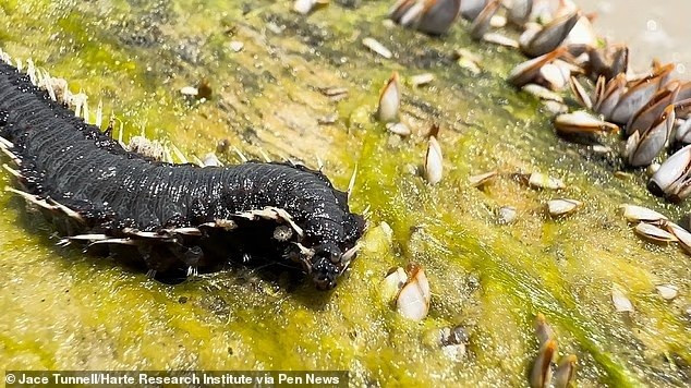 Giun lửa thuộc họ lớn hơn với tới 28 loài khác nhau, nhiều loài trong số đó mang theo hỗn hợp độc tố độc đáo riêng của chúng. loat-sinh-vat-bien-day-gai-doc-tran-bo-bien-my-3.jpg