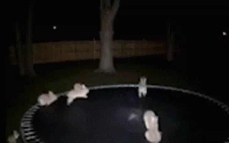 Bác bỏ tin đồn 'cựu nhân viên CIA tiết lộ bà Harris thắng cử năm 2024' - Ảnh 2.