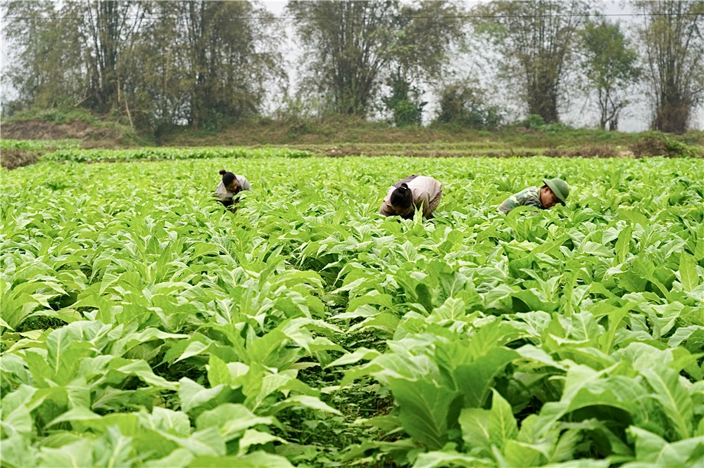 Thuốc lá là cây trồng chủ lực đem lại hiệu quả kinh tế cao cho người dân Cao Bằng