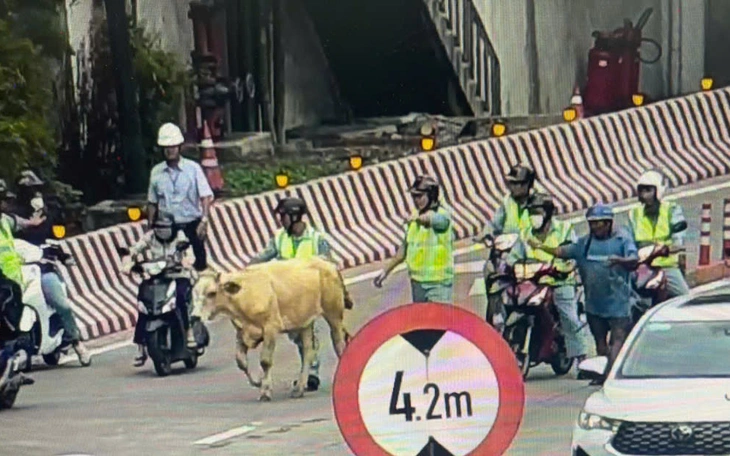 2 tuyến xe buýt qua hầm sông Sài Gòn tạm đổi đường để diễn tập chữa cháy - Ảnh 2.