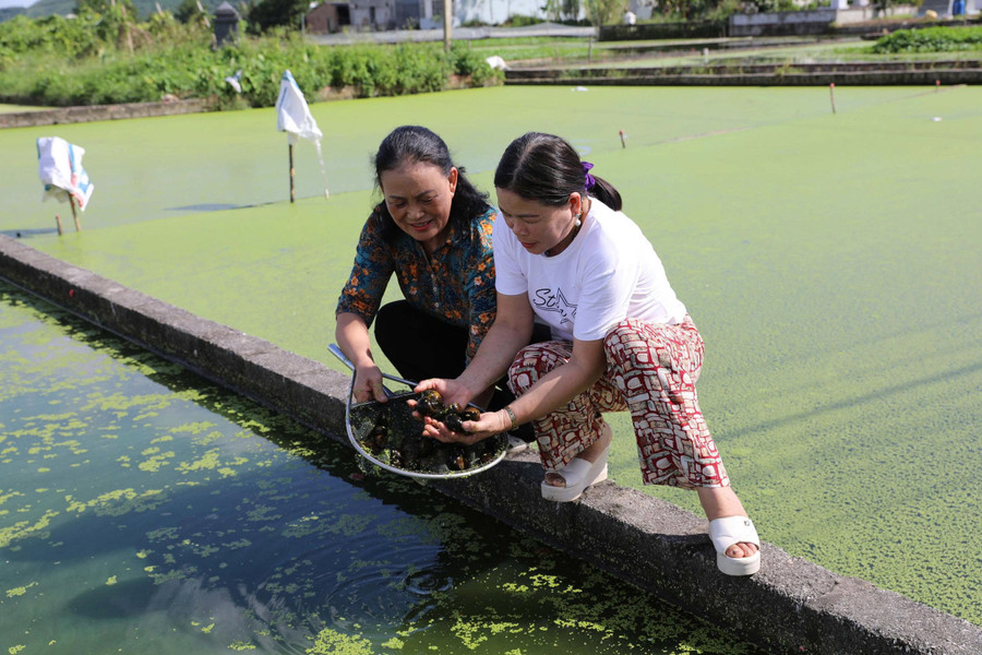 Nhiều hộ gia đình tại xã An Khánh (Thái Nguyên) chuyển đổi mô hình kém hiệu quả sang nuôi ốc nhồi thương phẩm.