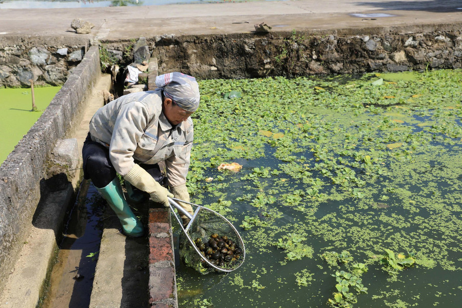 Bà Đàm Thị Dung (sinh năm 1966), người dân tộc Nùng cùng xóm, cũng đang phát triển mô hình nuôi ốc nhồi trên diện tích 1 sào ao. mo-hinh-nuoi-oc-2.jpg