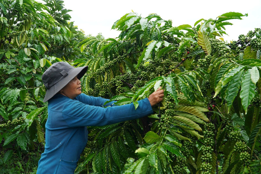 Nhiều địa phương của tỉnh Lâm Đồng triển khai hiệu quả Chương trình mục tiêu quốc gia nâng cao đời sống nhân dân.
