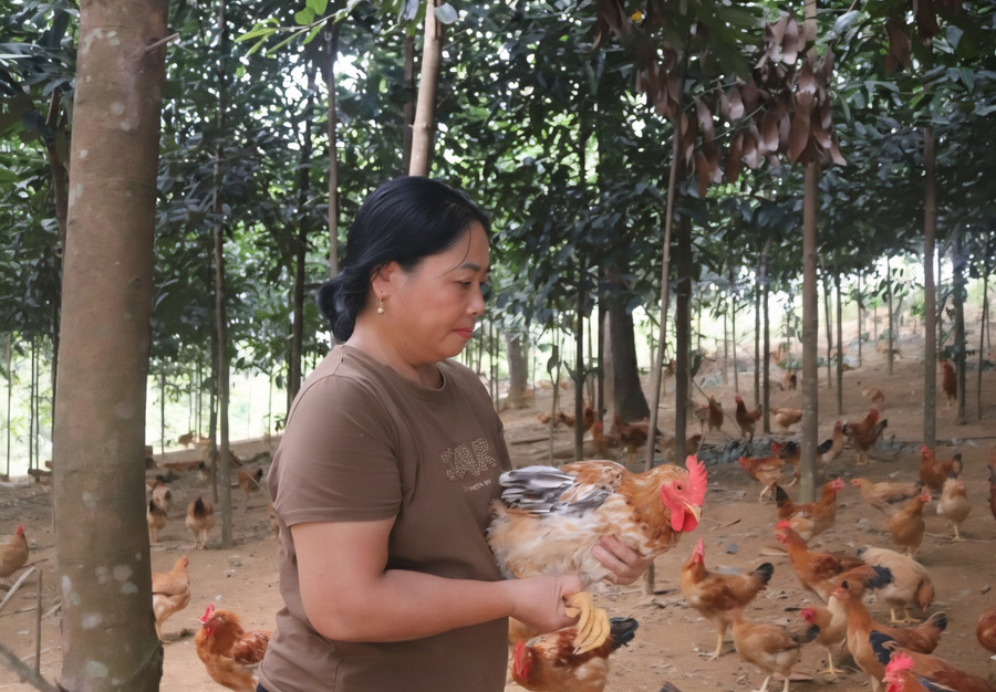 Mô hình kinh tế mới mang lại hiệu quả kinh tế của chị Hứa Thị Tiêu.