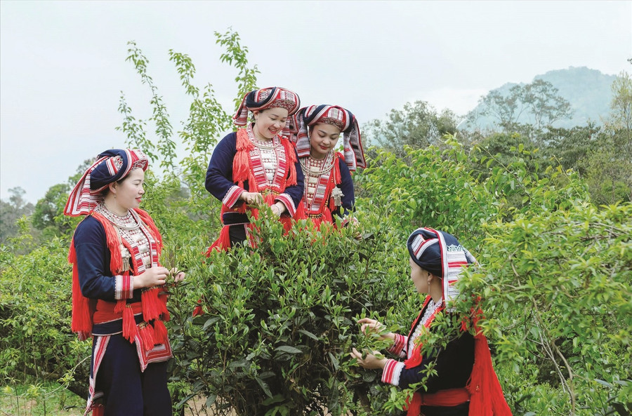 Với đồng bào dân tộc Dao xã Hồ Thầu, tỉnh Tuyên Quang, chè là loại cây trồng chủ lực giúp xóa đói, giảm nghèo. (Ảnh: Vũ Mừng) 1000044616.jpg