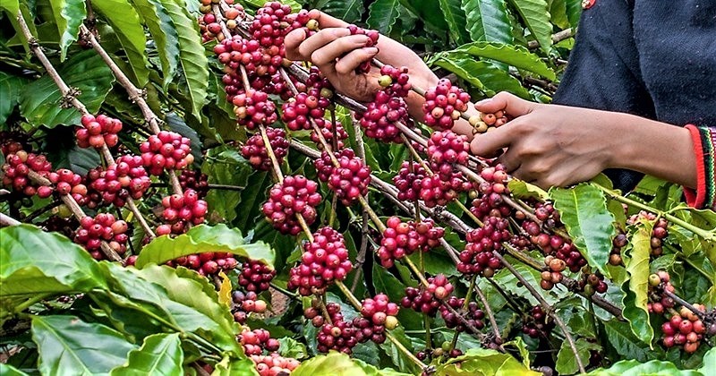 Đắk Lắk: Xuất nhập khẩu 11 tháng tăng mạnh, xuất siêu gần 2 tỷ USD