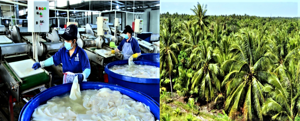 Ngành dừa Vĩnh Long bứt phá, hướng tới xuất khẩu 500 triệu USD