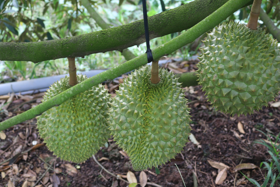 Đồng Tháp nổi tiếng với nhiều loại trái cây đặc sản, đóng góp cao vào giá trị xuất khẩu nông sản cả nước. img-4797.jpg