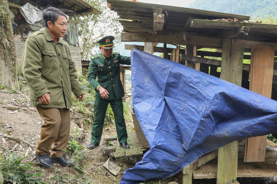 Bộ đội Biên phòng hướng dẫn người dân xã Nậm Cắn che chắn chuồng trại cho đàn trâu bò. chong-ret-trau-bo-4.jpg