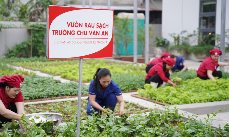 Thu hoạch rau sạch tự trồng tại vườn trường vào mỗi ngày. 0ae6a620-9740-494c-9142-2e7c8892f962-1-201-a.jpg