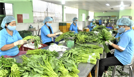 Xuất khẩu rau quả quý I/2026 bứt phá, đa dạng hóa thị trường rõ nét Xuất khẩu rau quả quý I/2026 bứt phá, đa dạng hóa thị trường rõ nét