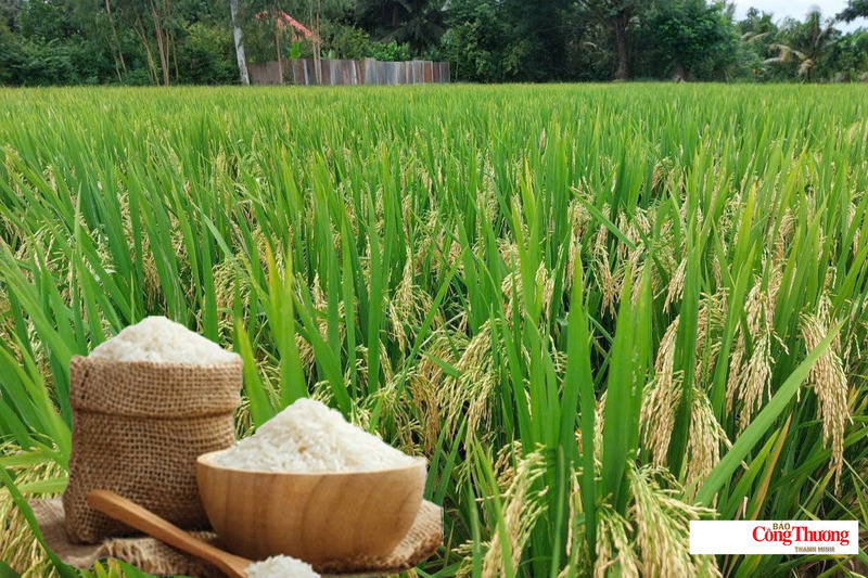 Giá lúa gạo hôm nay ngày 5/8/2026: Lúa tươi đồng loạt tăng nhẹ.