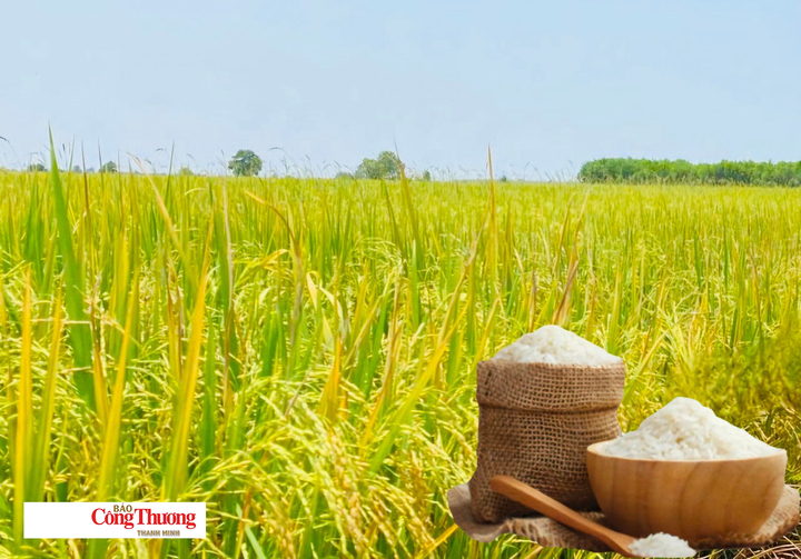 Giá lúa gạo hôm nay ngày 15/92026: Lúa tươi đồng loạt giảm.
