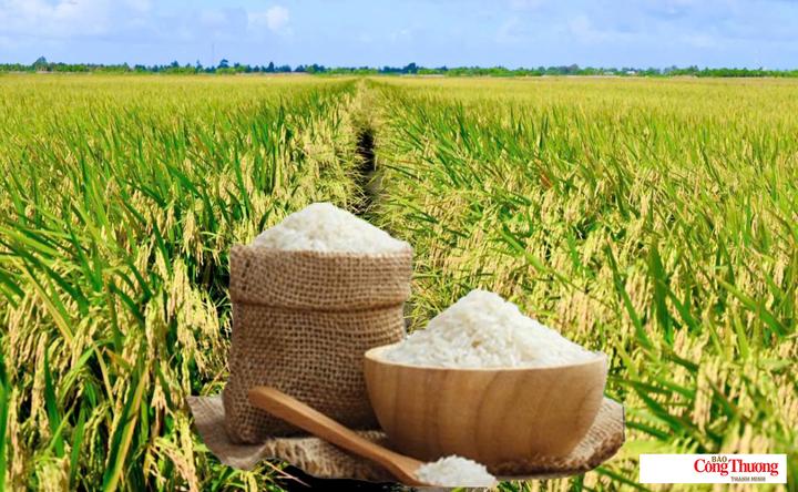 Giá lúa gạo hôm nay ngày 22/9/2026: Lúa tươi - gạo biến động nhẹ.